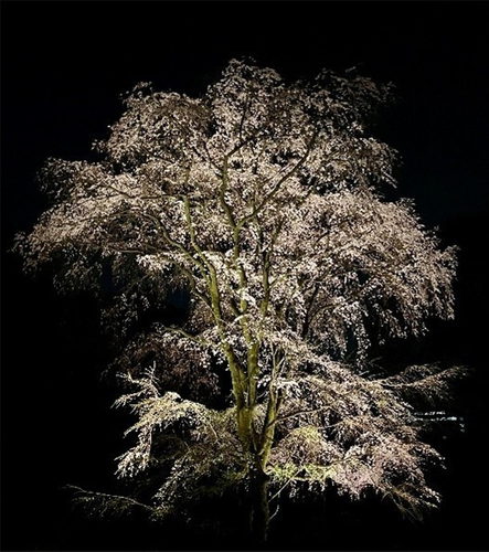 吟花亭跡のしだれ桜（イメージ）