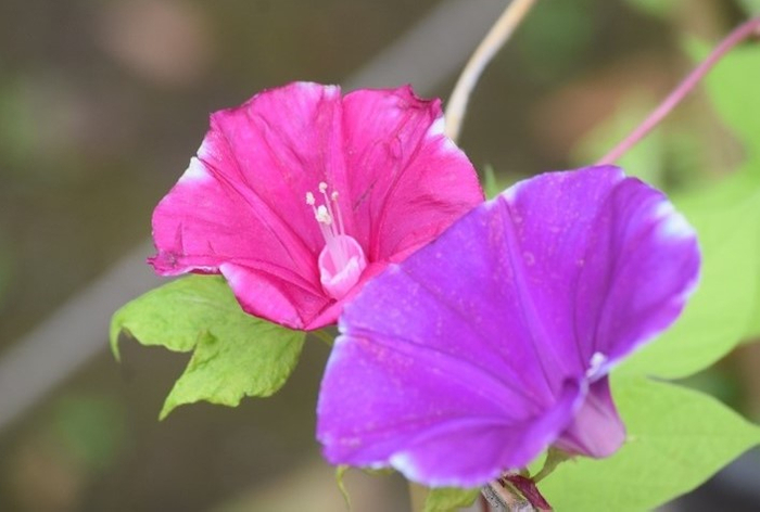 変化朝顔（昨年の様子）