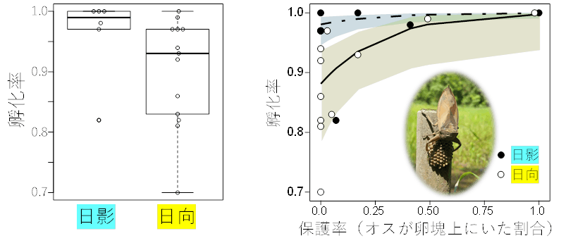 図4.日向と日陰の孵化率の比較、オスが卵塊に覆いかぶさっていた割合と孵化率の関係。網掛け部分は95%信頼区間を示す