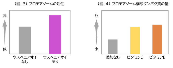 (図.3)プロテアソームの活性／(図.4)プロテアソーム構成タンパク質の量