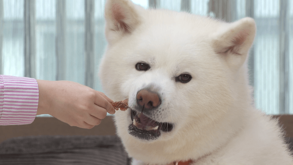 美味しそうに食べるわんちゃん