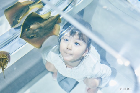 「ニフレル」施設イメージ