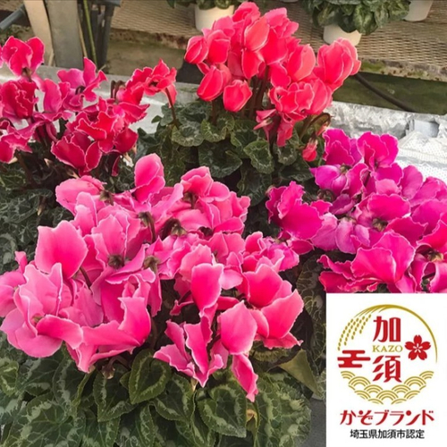 【国消国産】埼玉県産シクラメン　５号鉢