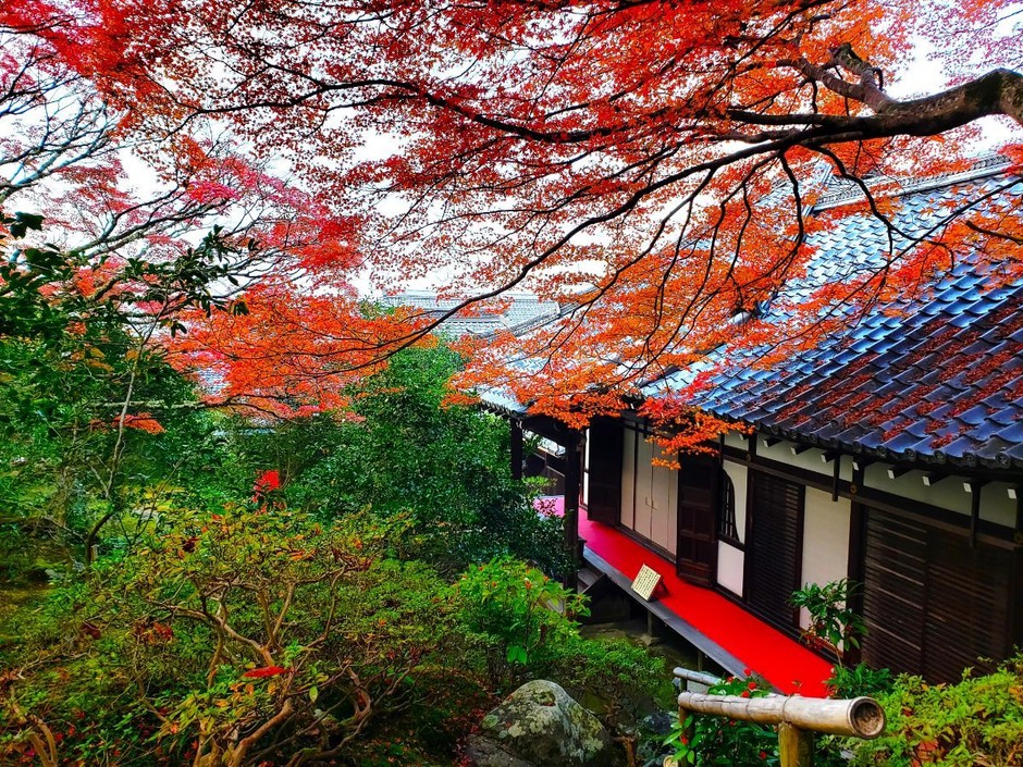 庭園の紅葉