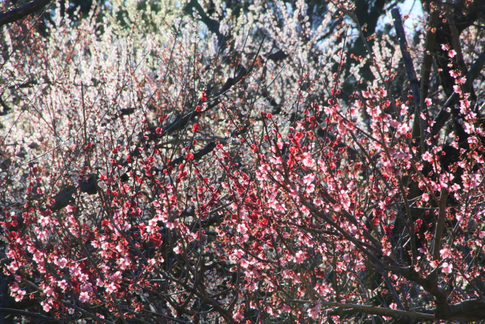 過去の満開のうめ園の様子