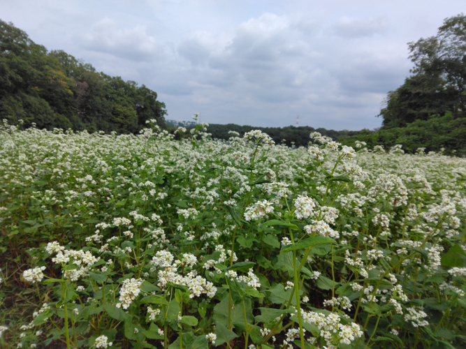 七国山のそばの実収穫体験