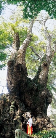 來宮神社　ご神木「大楠」