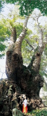 來宮神社　ご神木「大楠」