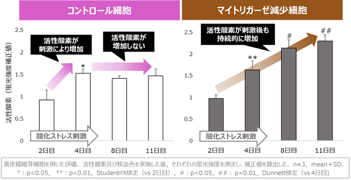 図3 マイトリガーゼの減少による活性酸素の持続的な増加