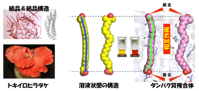 図4 溶液状態では緩やかなアーチ状の立体構造を示す2-dehydro-3-deoxylaetiporic acid Aが、タンパク質内部ではゆがんだ構造を取ることを強いられ、赤色を呈色する