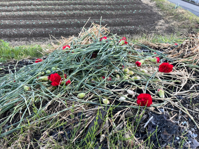 廃棄されるカーネーション