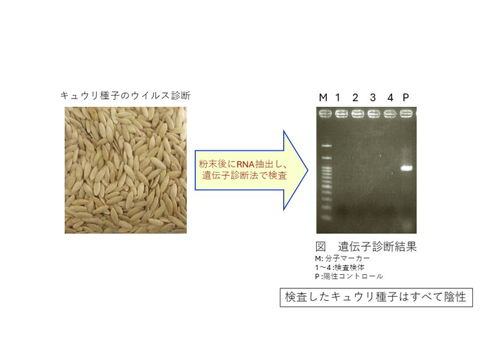 キュウリ種子のウイルス診断と結果