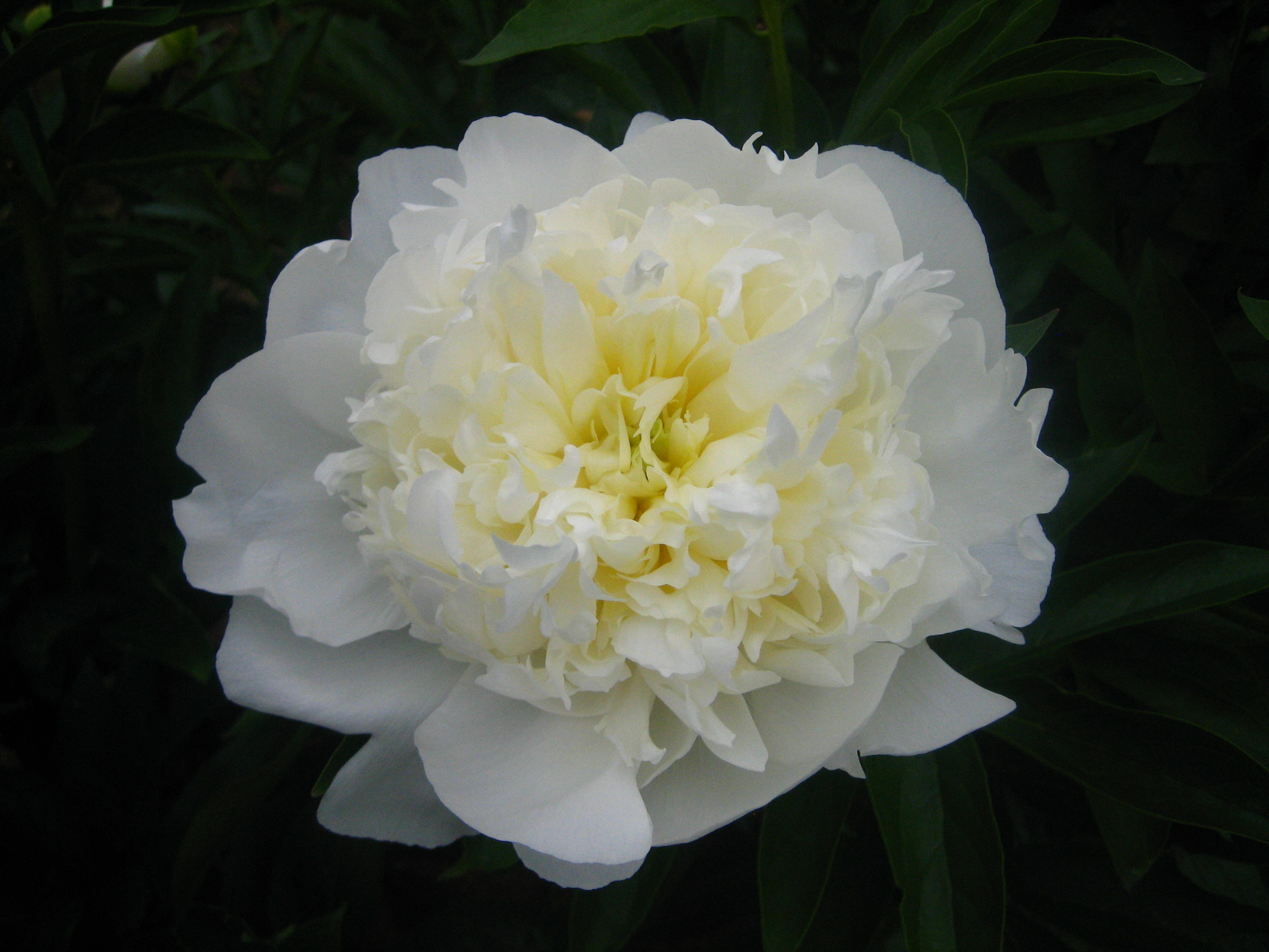 ユニバ―スター