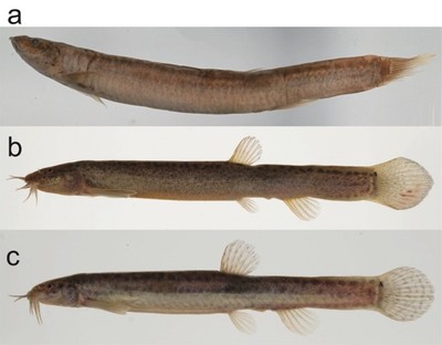 【図1　日本列島のドジョウ属魚類】（a）形態的に異なる特徴がみられる「ジンダイドジョウ」の標本（標準体長119.1 mm、MIE-Fi1512）。（b）「ドジョウType I」の標本（標準体長92.7 mm、KUN-P59954）。（c）一般的なドジョウ（Misgurnus anguillicaudatus）の標本（標準体長96.3 mm、KUN-P59924）。