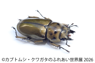 オウゴンオニクワガタ