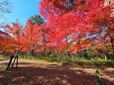 嵐山渓谷 燃えるようなモミジ