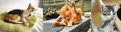猫ちゃんが使う猫砂だから、毎日カラダを舐めて自然と体内吸収？誤食もあり得る？