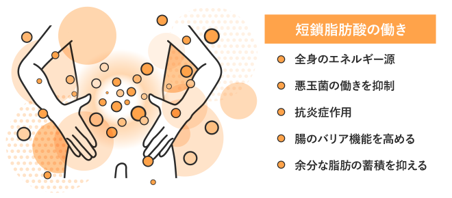 短鎖脂肪酸の働き