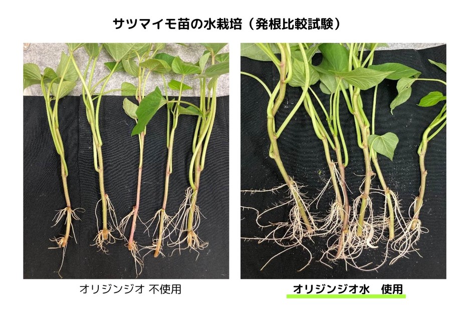根の比較