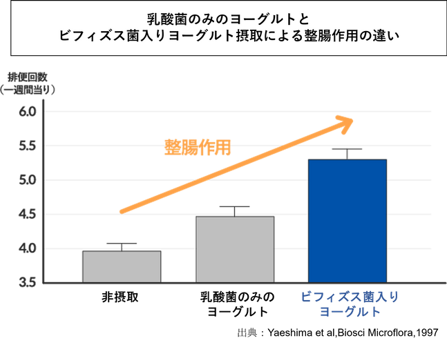 乳酸菌のみヨーグルトとビフィズス菌入りヨーグルトの整腸作用の違い