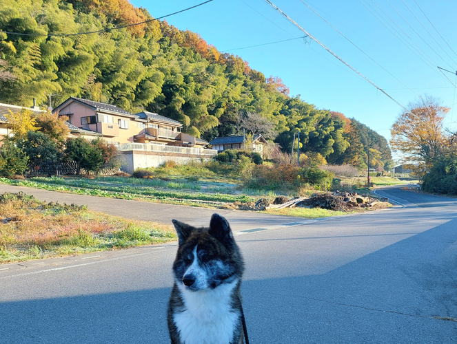 秋田犬「こはく」とコミュニティカフェ「はこや」