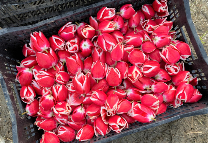 摘み取られたチューリップ