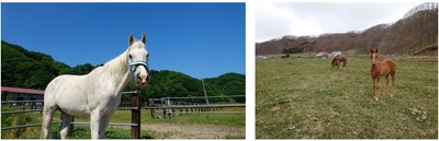 エイブリックのCLEAN-Boost(R) 技術で馬の出産検知を可能に！