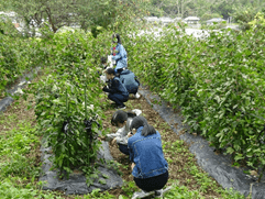 綿花の収穫体験