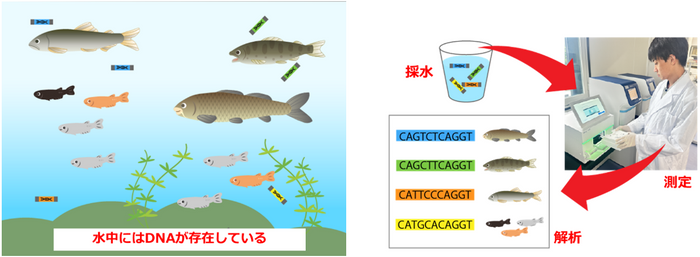 環境DNA分析のイメージ図