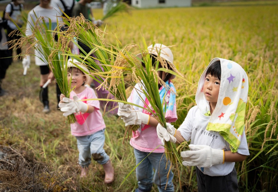 稲刈りに参加する子供たち