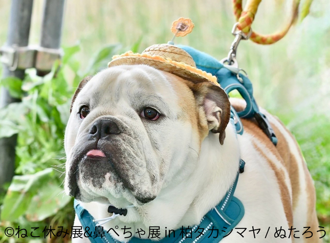 鼻ぺちゃ展　展示作品：ぬたろう