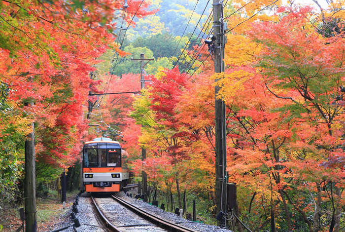 「もみじのトンネル」を走行する展望列車「きらら」