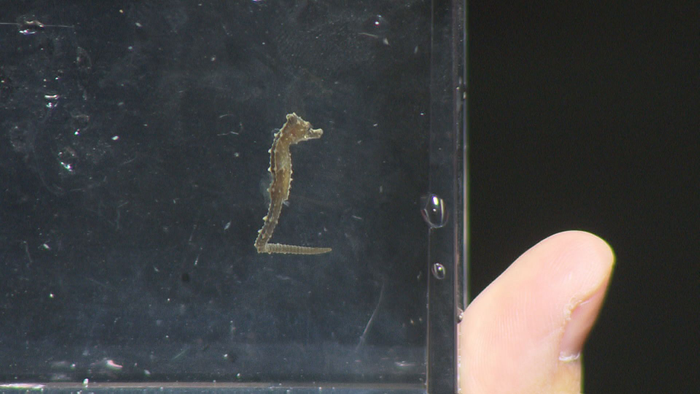 タツノオトシゴの赤ちゃんも出現