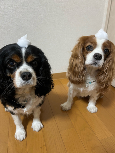 安心安全な泡タイプ