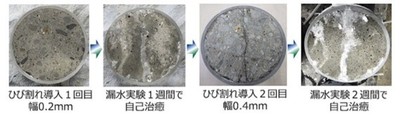 写真1:ひび割れの自己治癒状況
