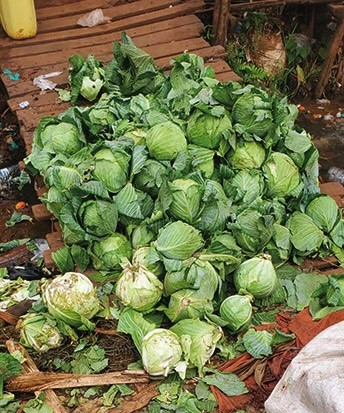 キャベツは年中栽培されている。しかしあまり食べる習慣がないからと、廃棄されることもある。