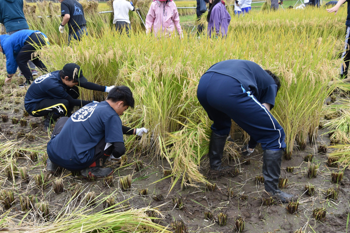 鎌を使って稲を刈る