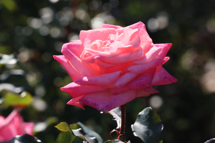 &lsquo;アメリカズ・ジュニア・ミス&rsquo;