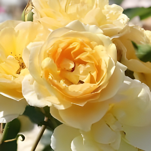 &lsquo;グラハムトーマス&rsquo;