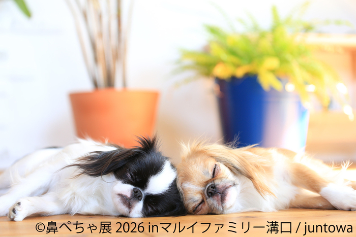 展示作品：juntowa