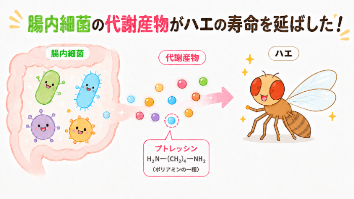 腸内細菌に由来するポリアミンによる宿主の寿命延長