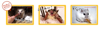 手から与えやすいサイズ感