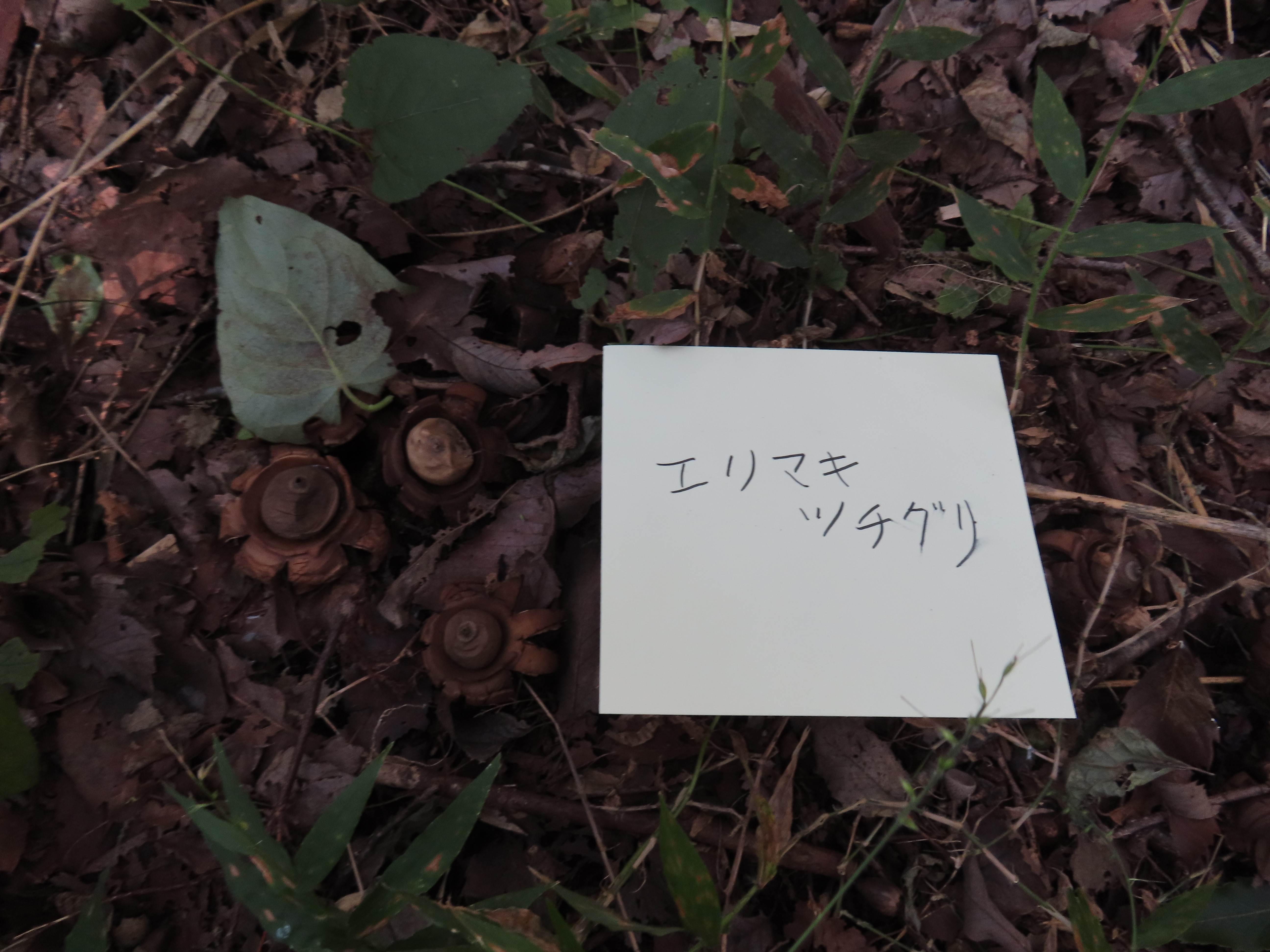 エリマキツチグリ　