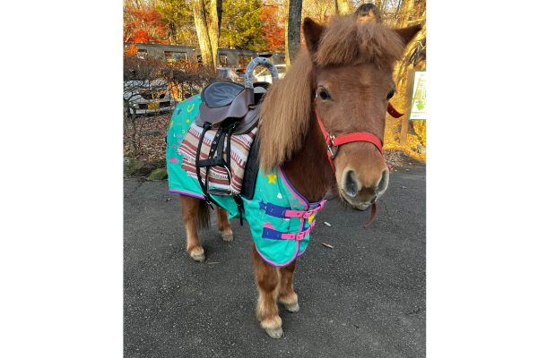 とてもお利口なポニー