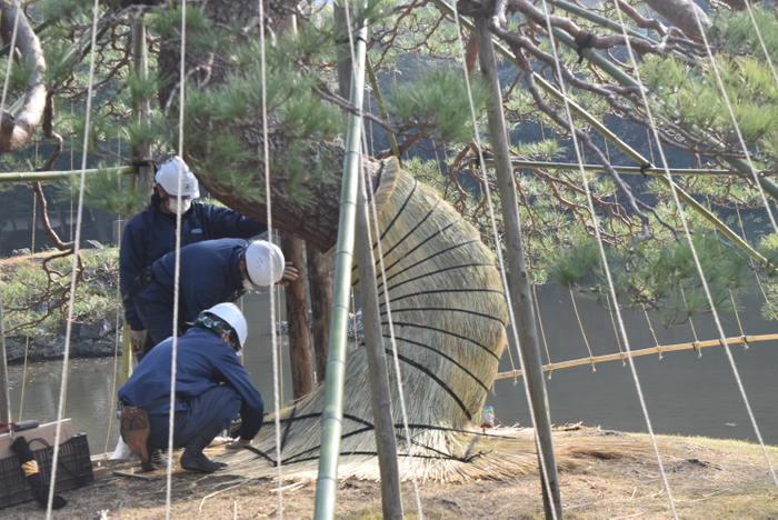 &rdquo;一つ松&rdquo;の化粧巻き