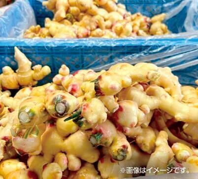 新生姜詰め放題(9/26(土)～計3回)