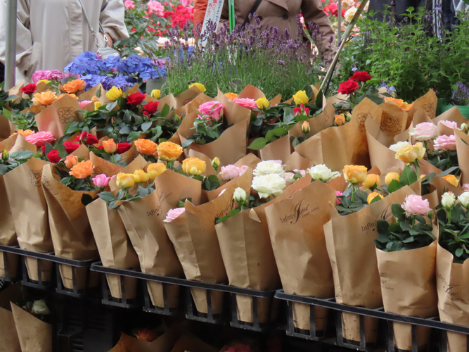 ボタニカルショップ（令和６年春撮影）
