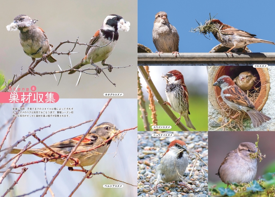 せかいのスズメしぐさ　巣材収集