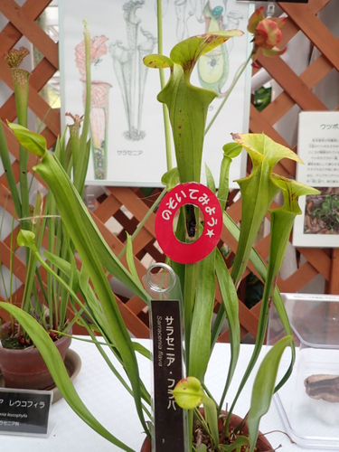 食虫植物の展示の様子（令和４年撮影）