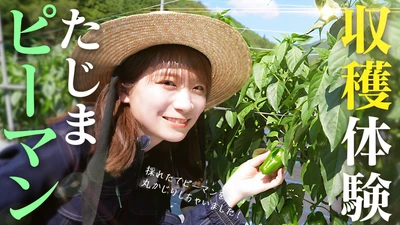 秋元真夏が肉厚で歯ごたえが良く 苦味も少ない兵庫県産の「たじまピーマン」を収穫体験！ ＪＡタウンで「食べて応援プロジェクト」を実施中